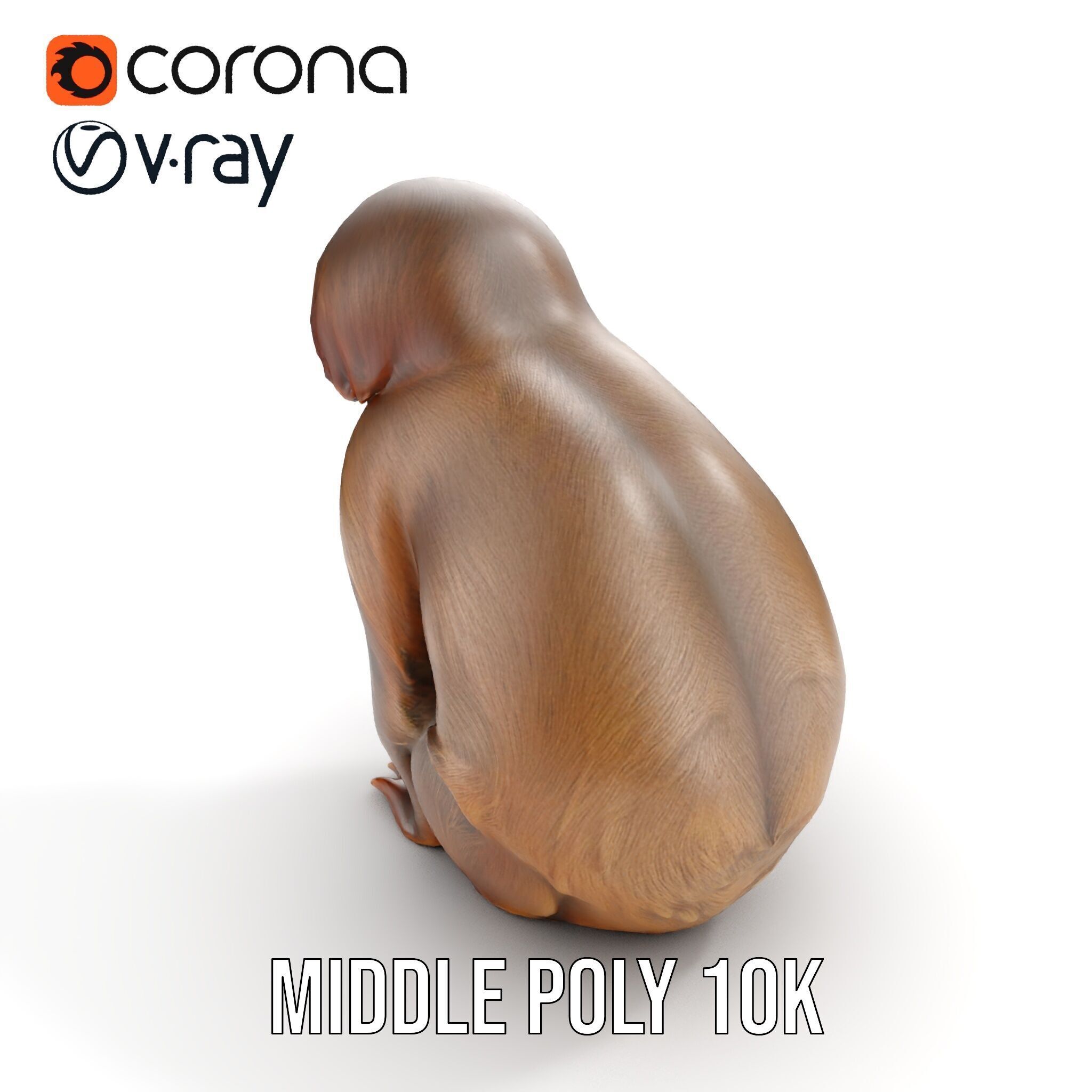 Sloth D model pack  Realistic and Detailed Low-poly 3D model_17