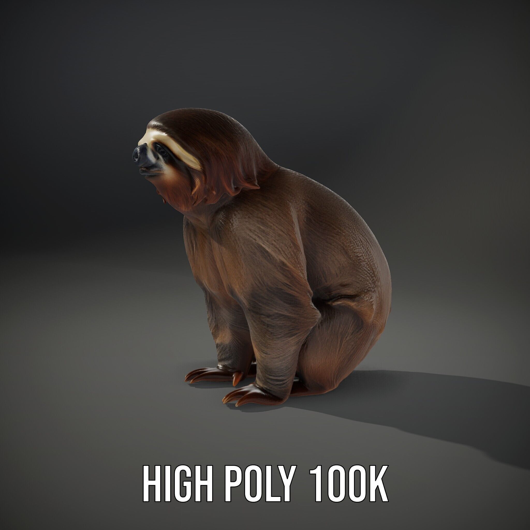 Sloth D model pack  Realistic and Detailed Low-poly 3D model_11