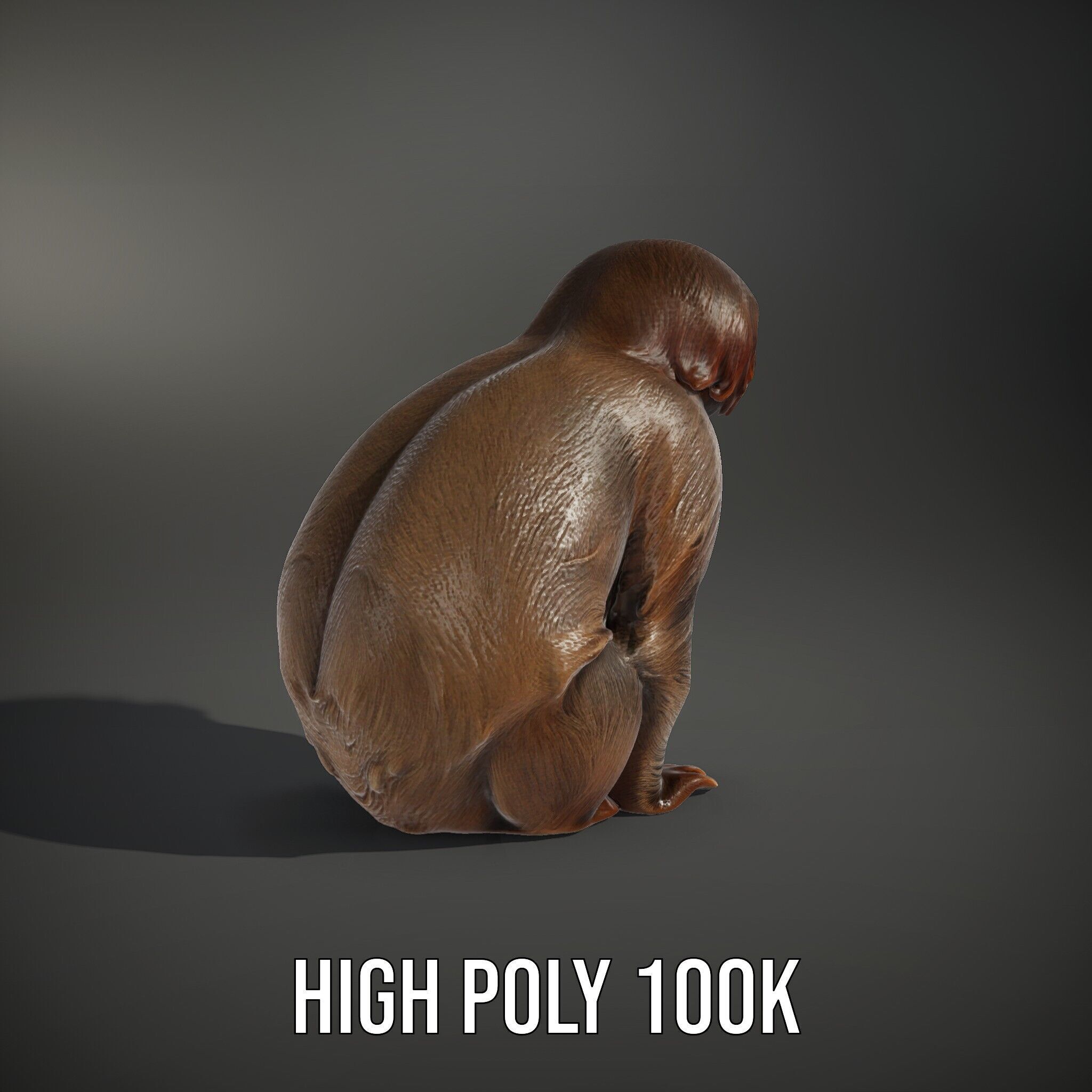 Sloth D model pack  Realistic and Detailed Low-poly 3D model_14