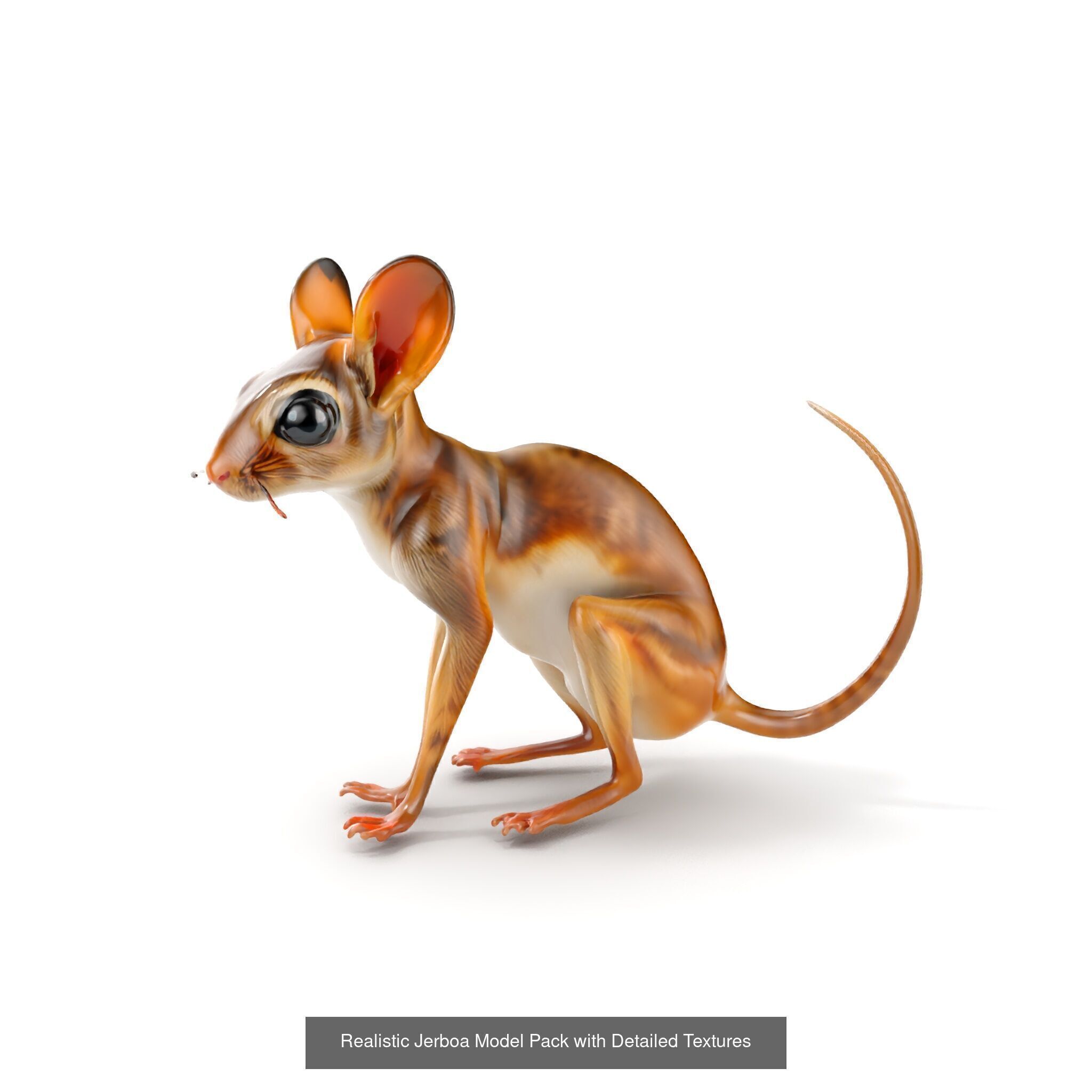 desert animalc collection _28