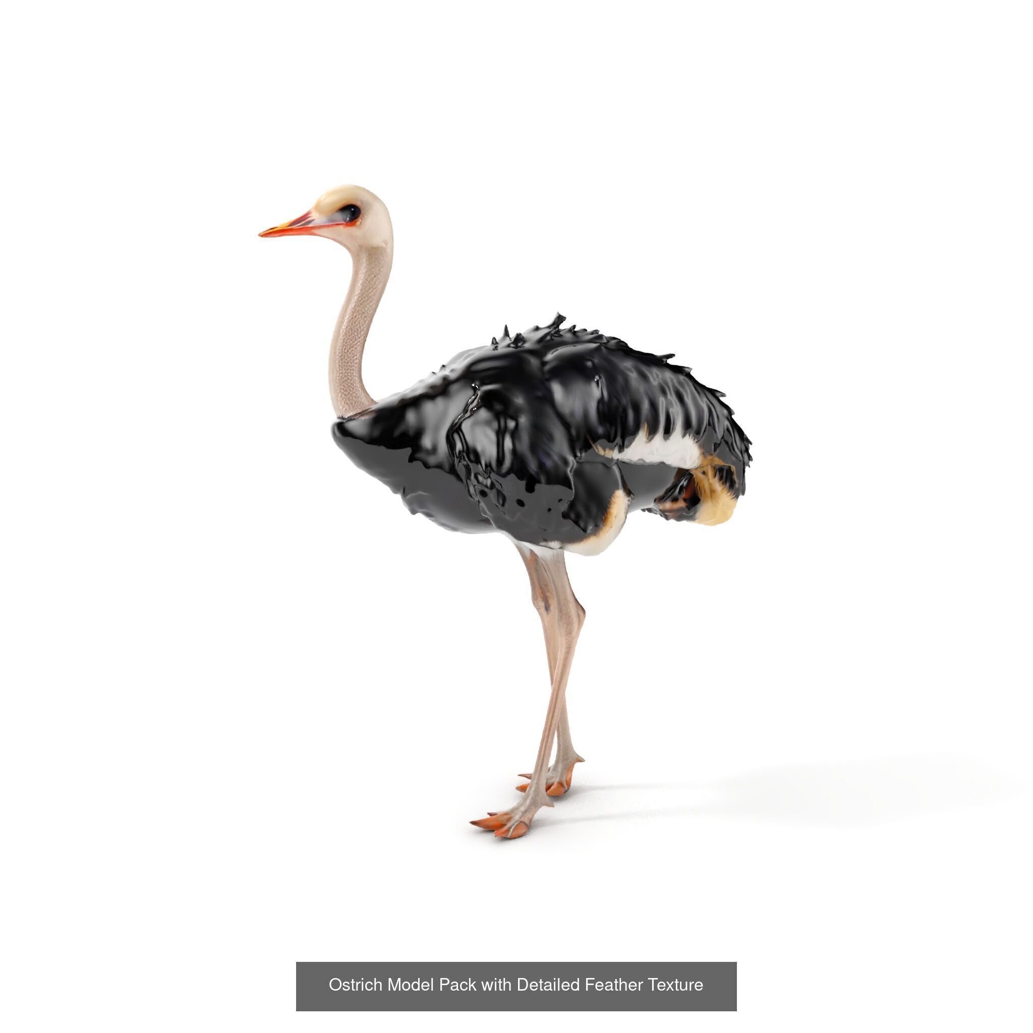 desert animalc collection _26