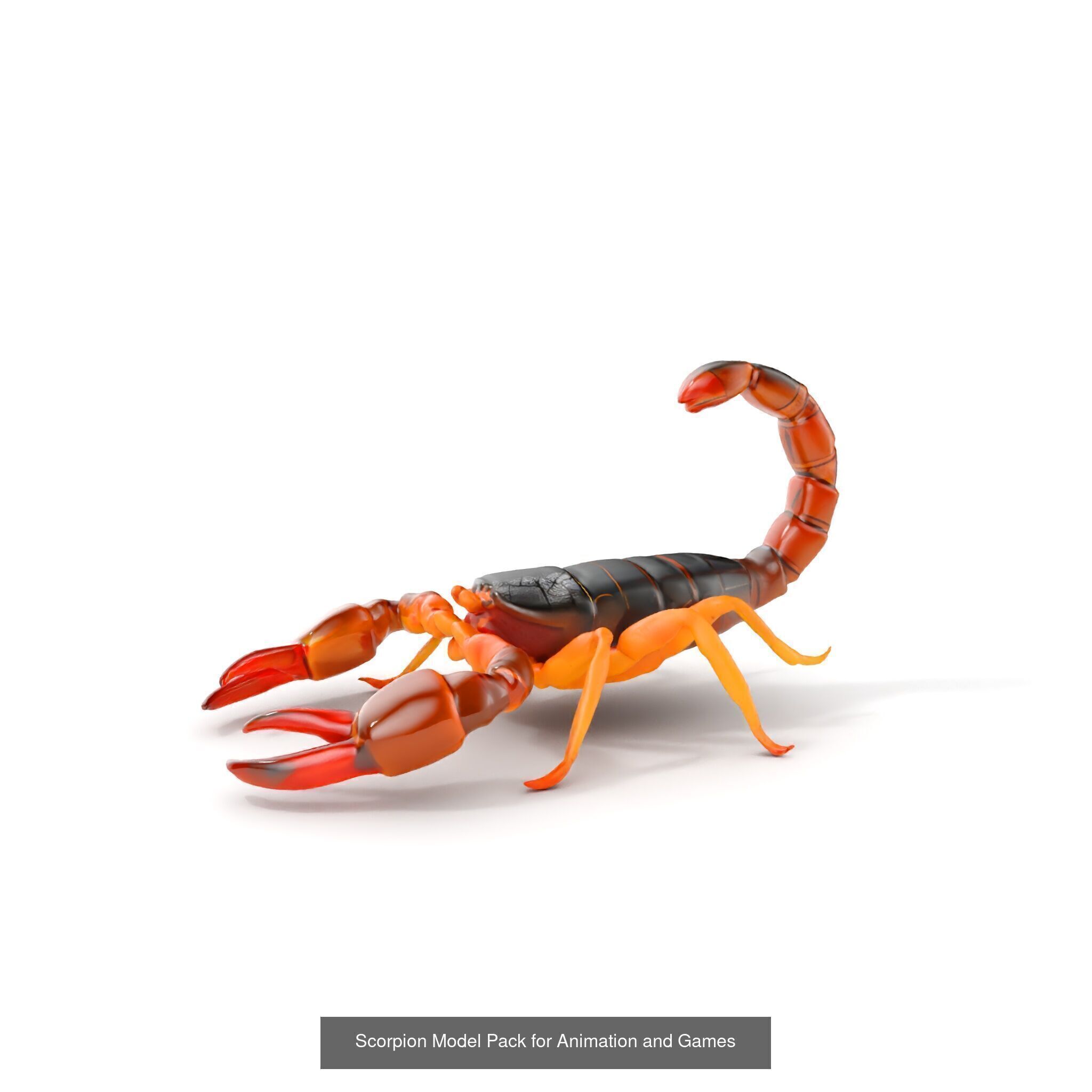 desert animalc collection _31