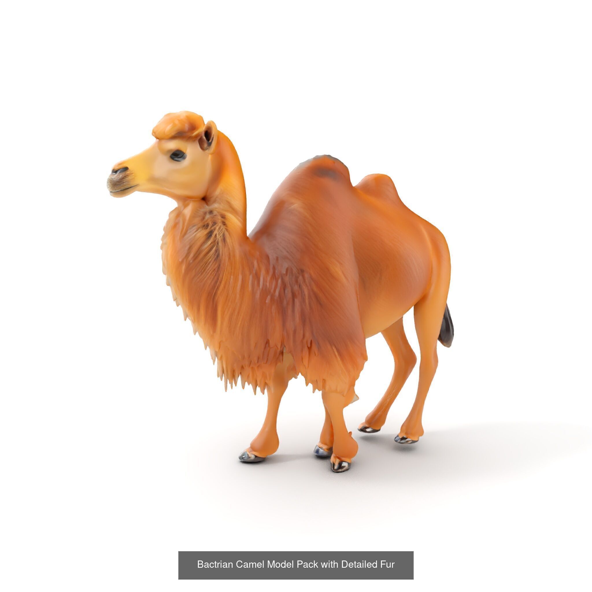 desert animalc collection _25