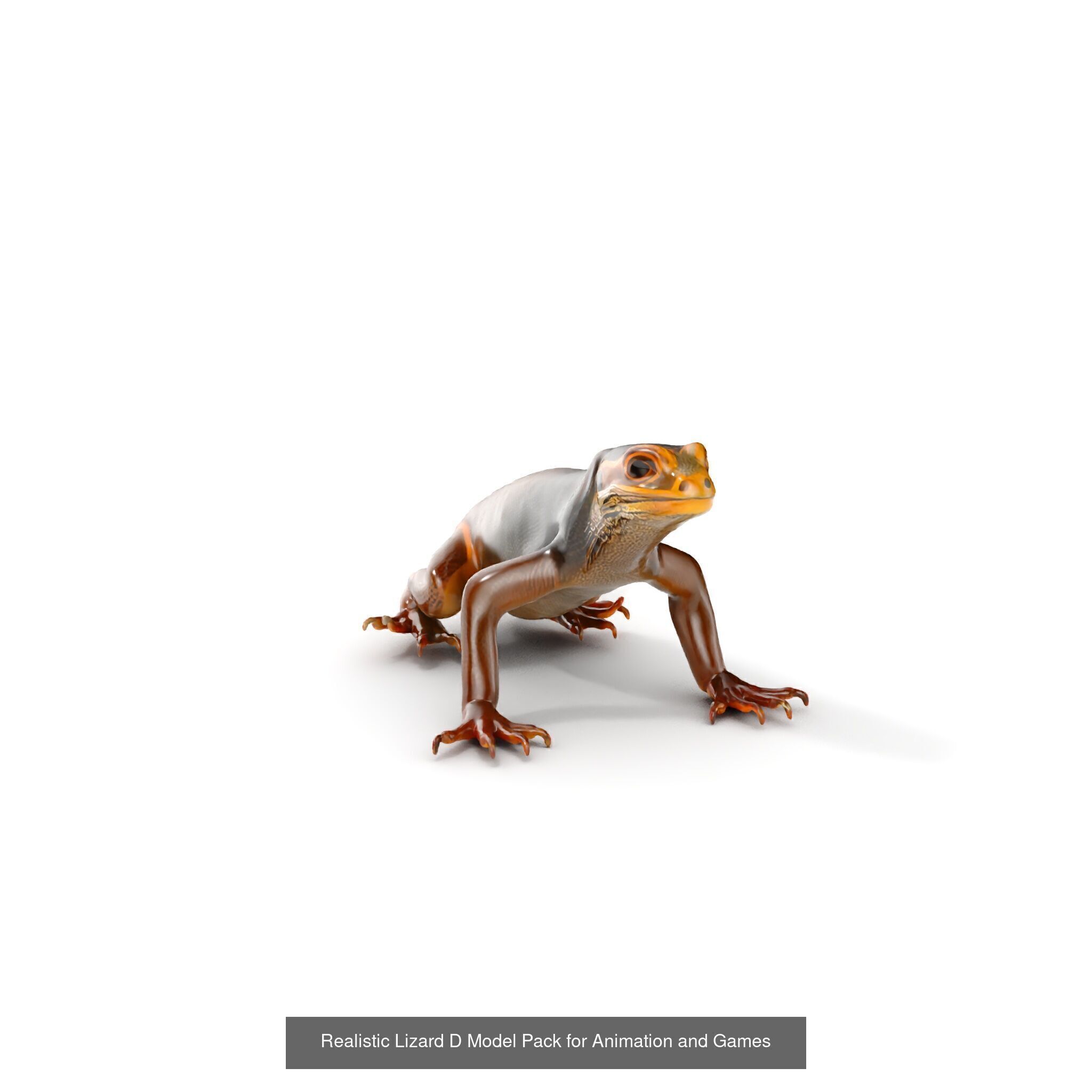 desert animalc collection _32