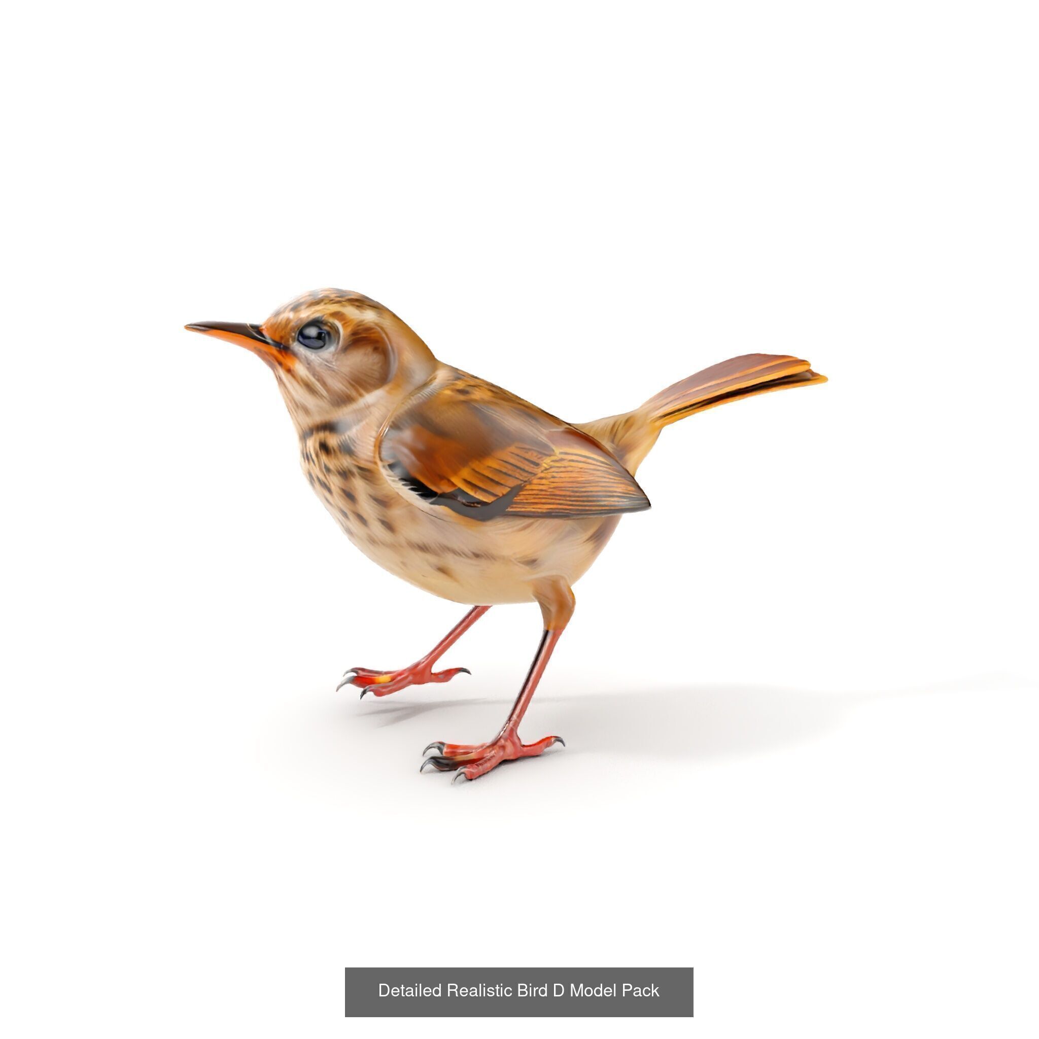 desert animalc collection _36