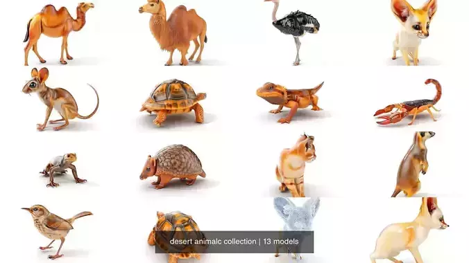 desert animalc collection 