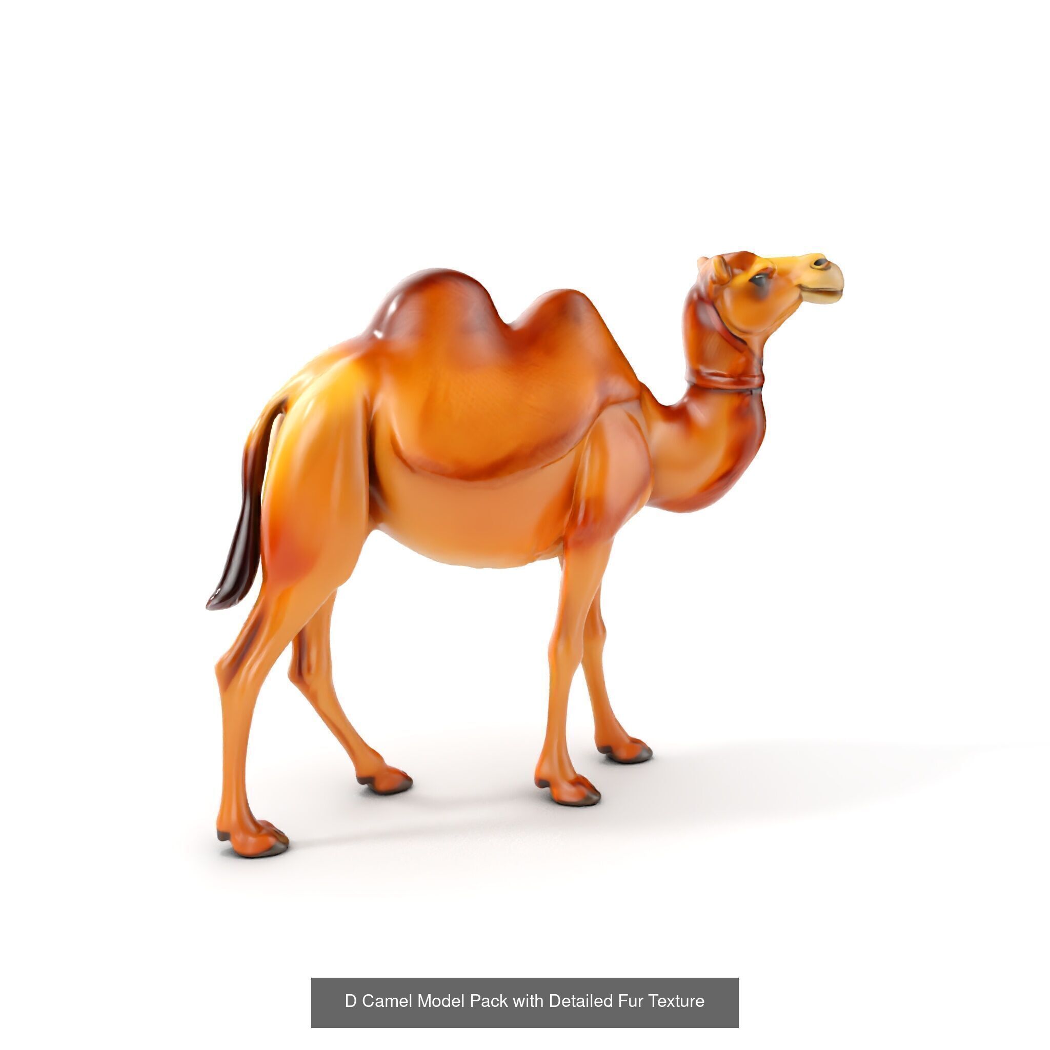 desert animalc collection _24