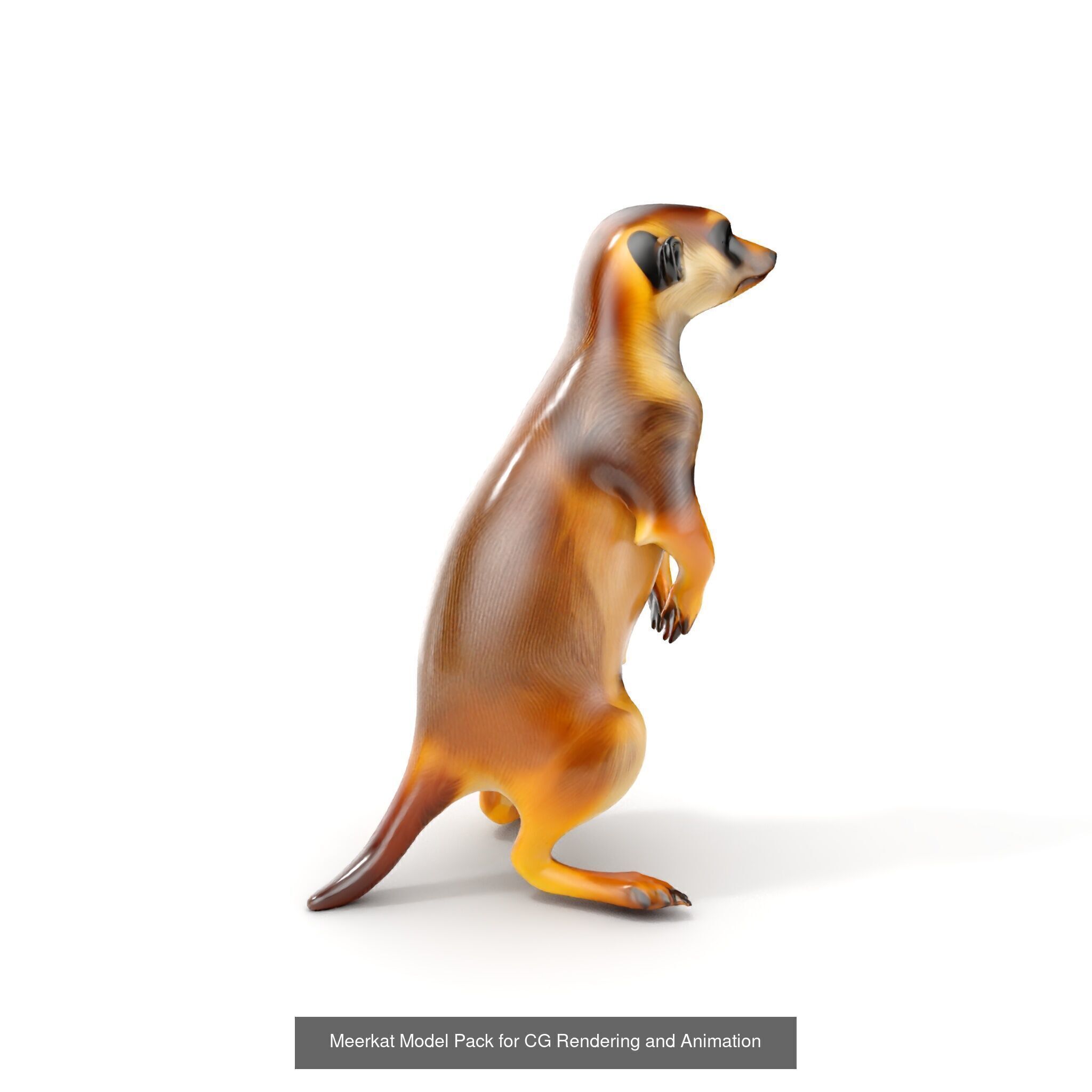 desert animalc collection _35