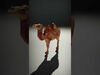 desert animalc collection _2