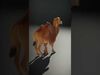 desert animalc collection _4