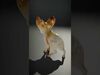 desert animalc collection _7