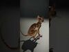desert animalc collection _9