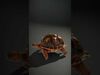 desert animalc collection _11