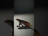 desert animalc collection _16