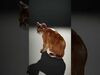 desert animalc collection _19
