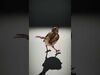 desert animalc collection _23
