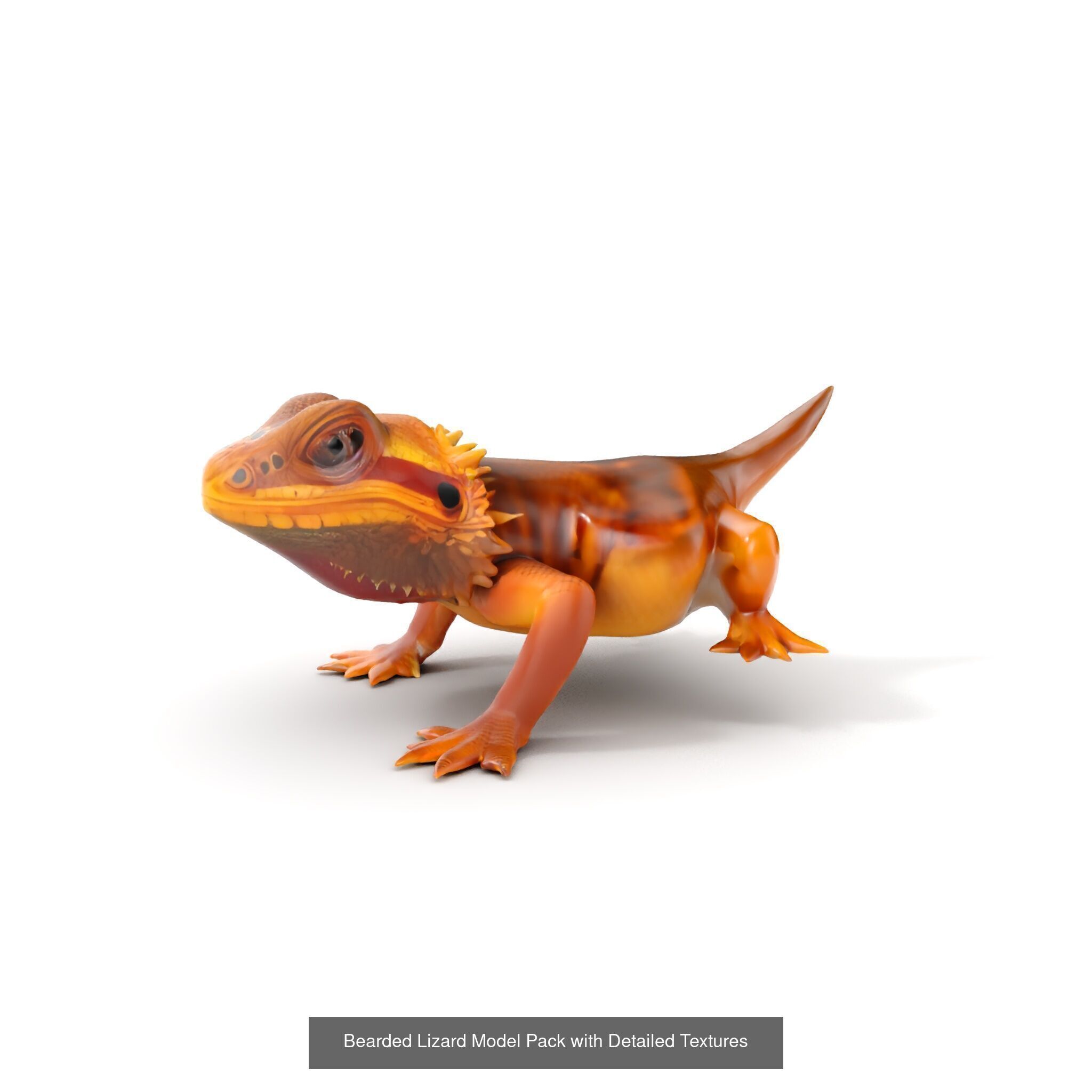 desert animalc collection _30