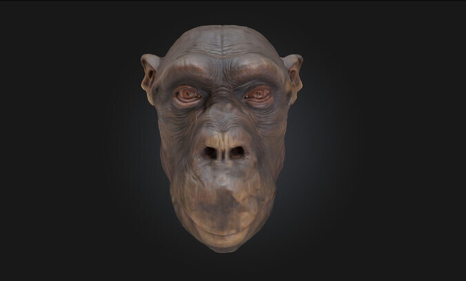 Contemplative Chimpanzee Realistic Primate Model 3D model