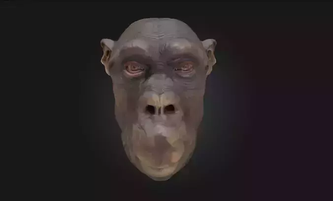 Contemplative Chimpanzee Realistic Primate Model