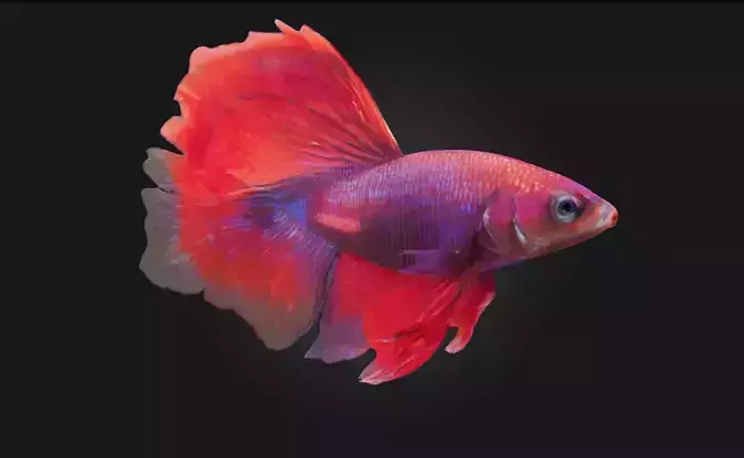 Betta Elegance Detailed Betta Fish Model for Aquarium 3D model
