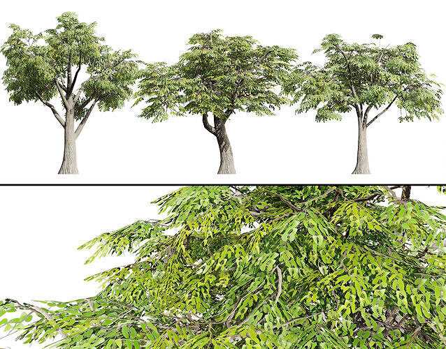 South African Mopane Tree 3D Model Low-poly 3D model