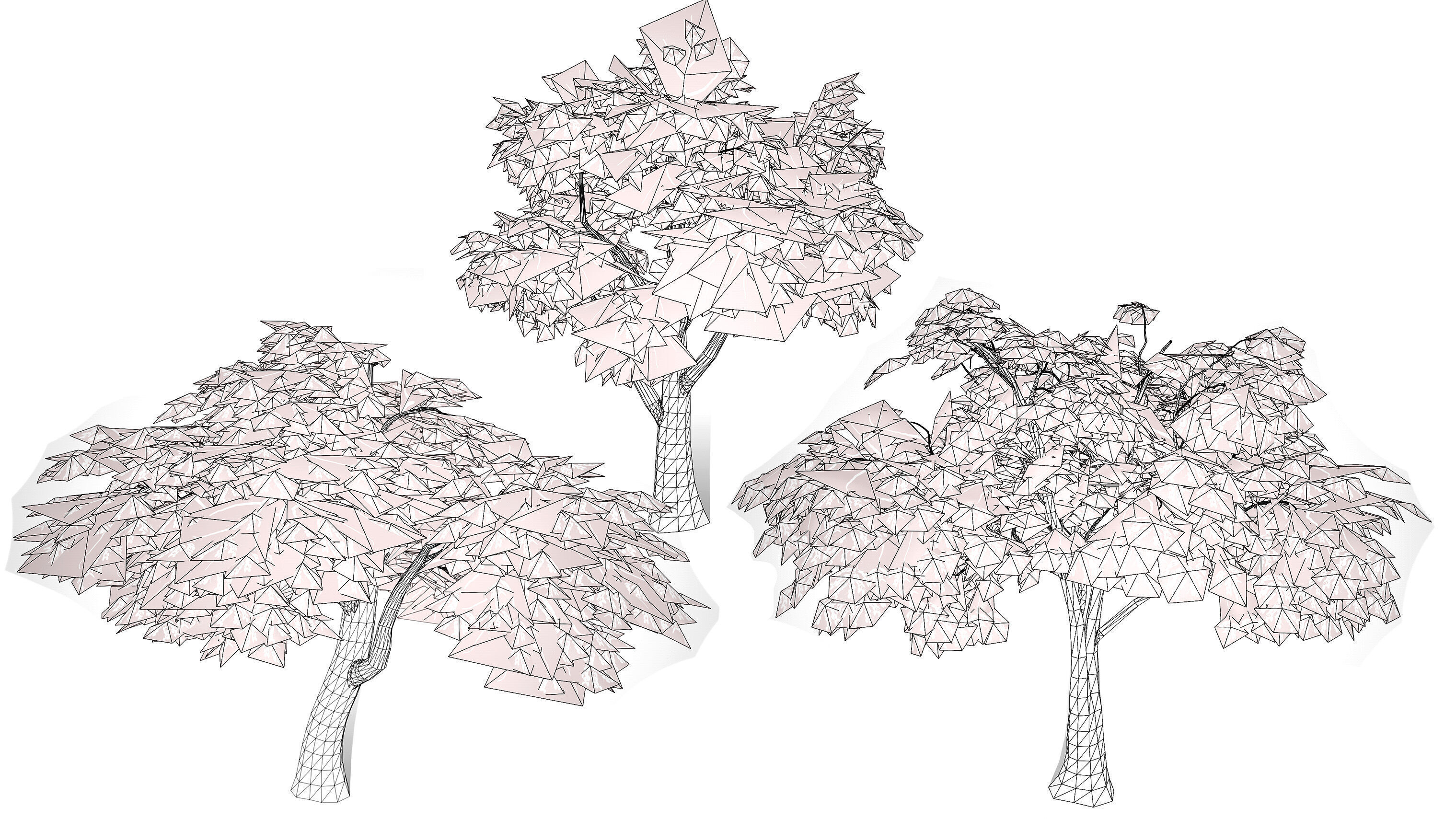 South African Mopane Tree 3D Model Low-poly 3D model_7