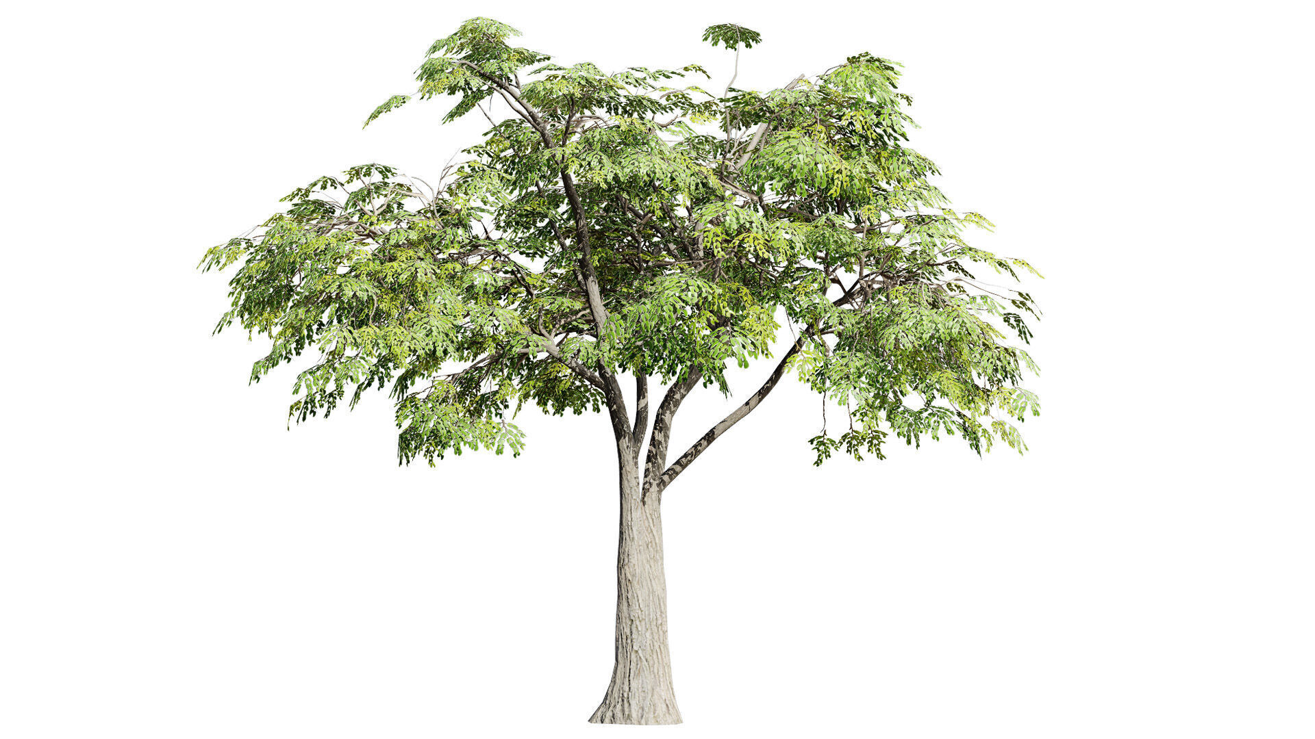 South African Mopane Tree 3D Model Low-poly 3D model_6