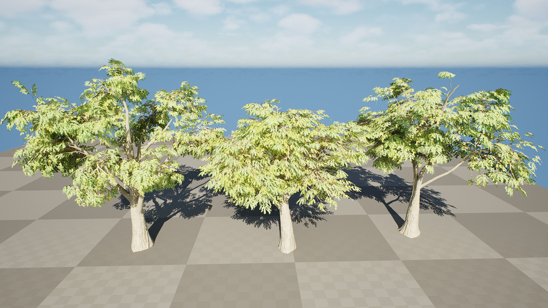 South African Mopane Tree 3D Model Low-poly 3D model_10