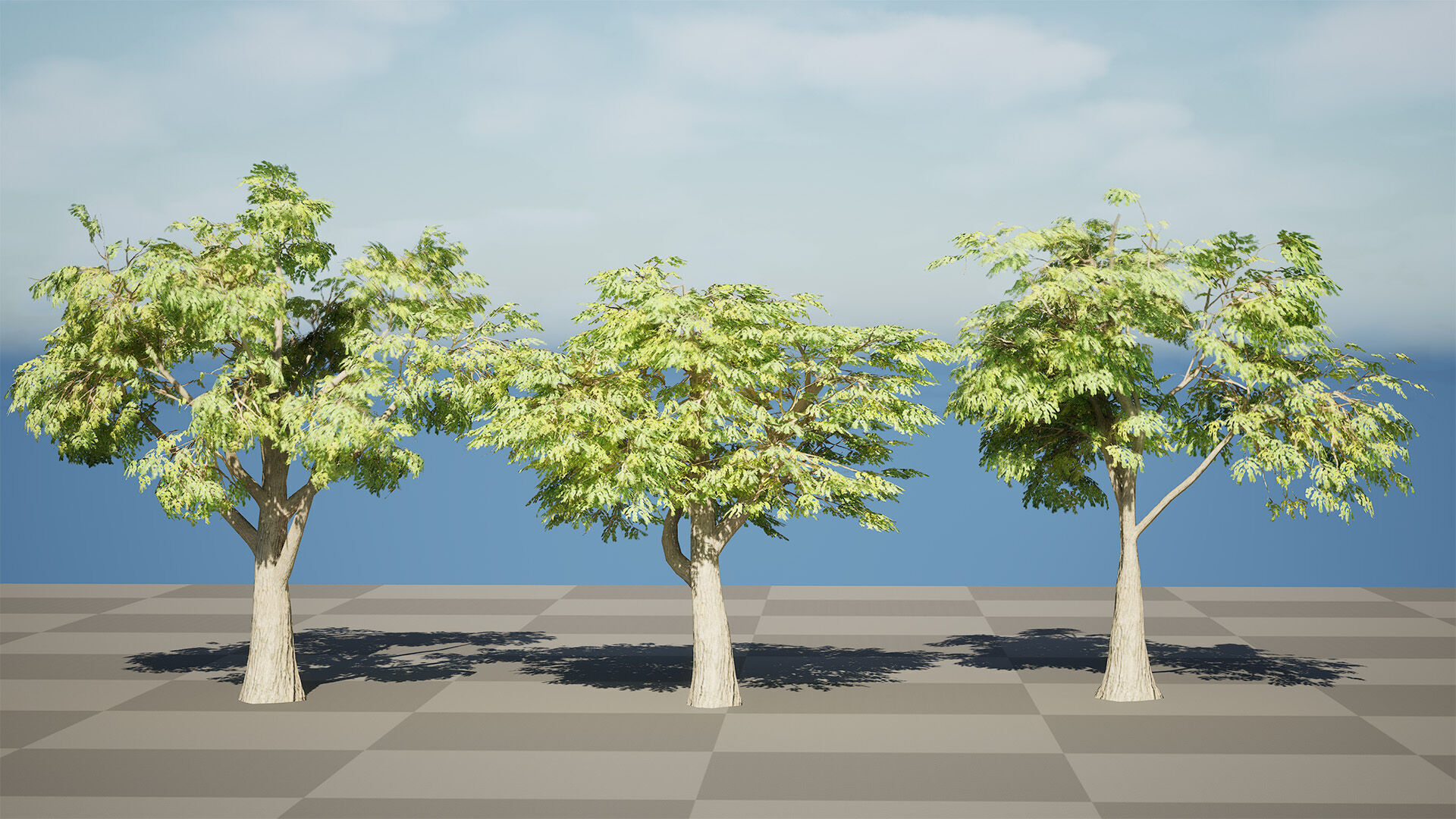 South African Mopane Tree 3D Model Low-poly 3D model_8