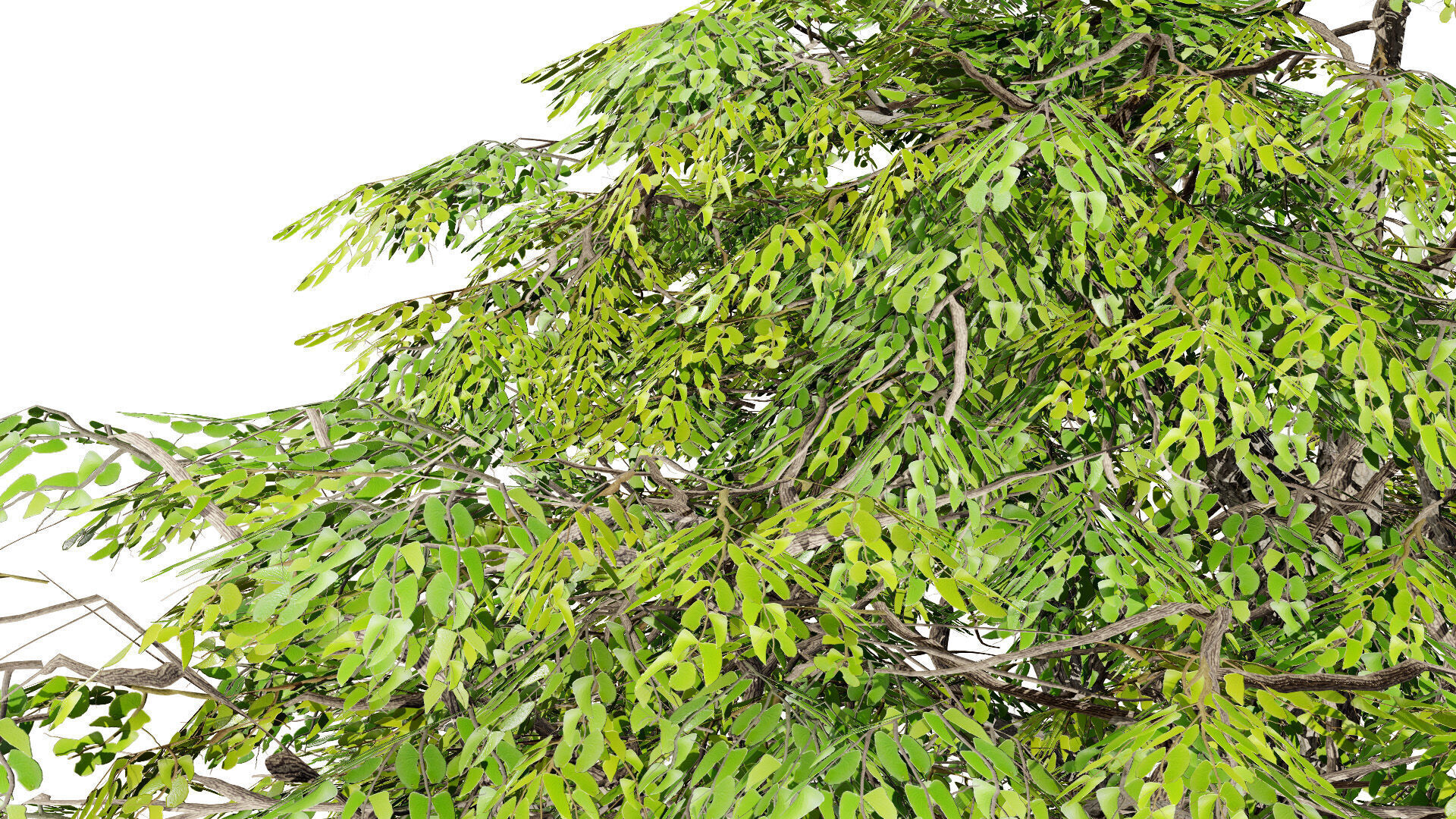 South African Mopane Tree 3D Model Low-poly 3D model_3