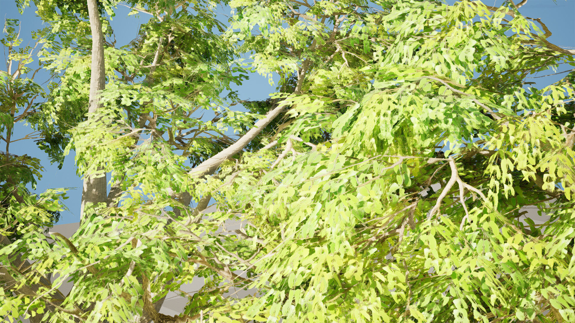 South African Mopane Tree 3D Model Low-poly 3D model_9