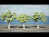 South African Mopane Tree 3D Model Low-poly 3D model_1