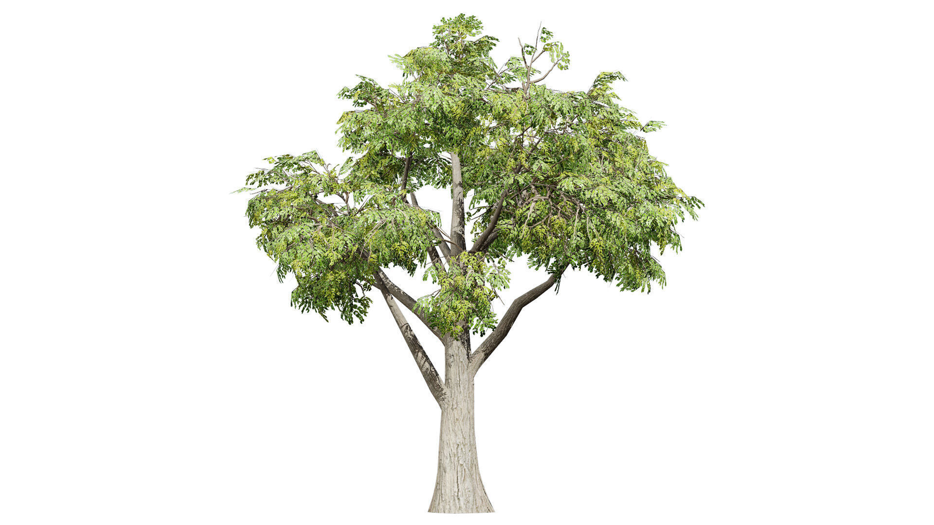 South African Mopane Tree 3D Model Low-poly 3D model_4