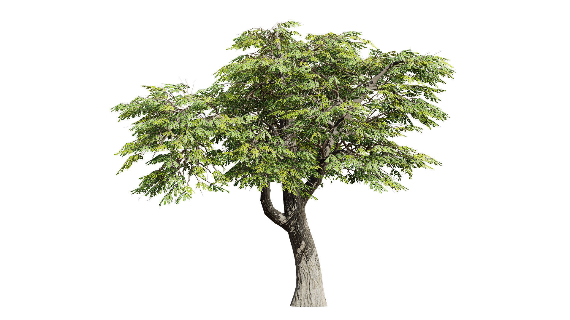 South African Mopane Tree 3D Model Low-poly 3D model_2