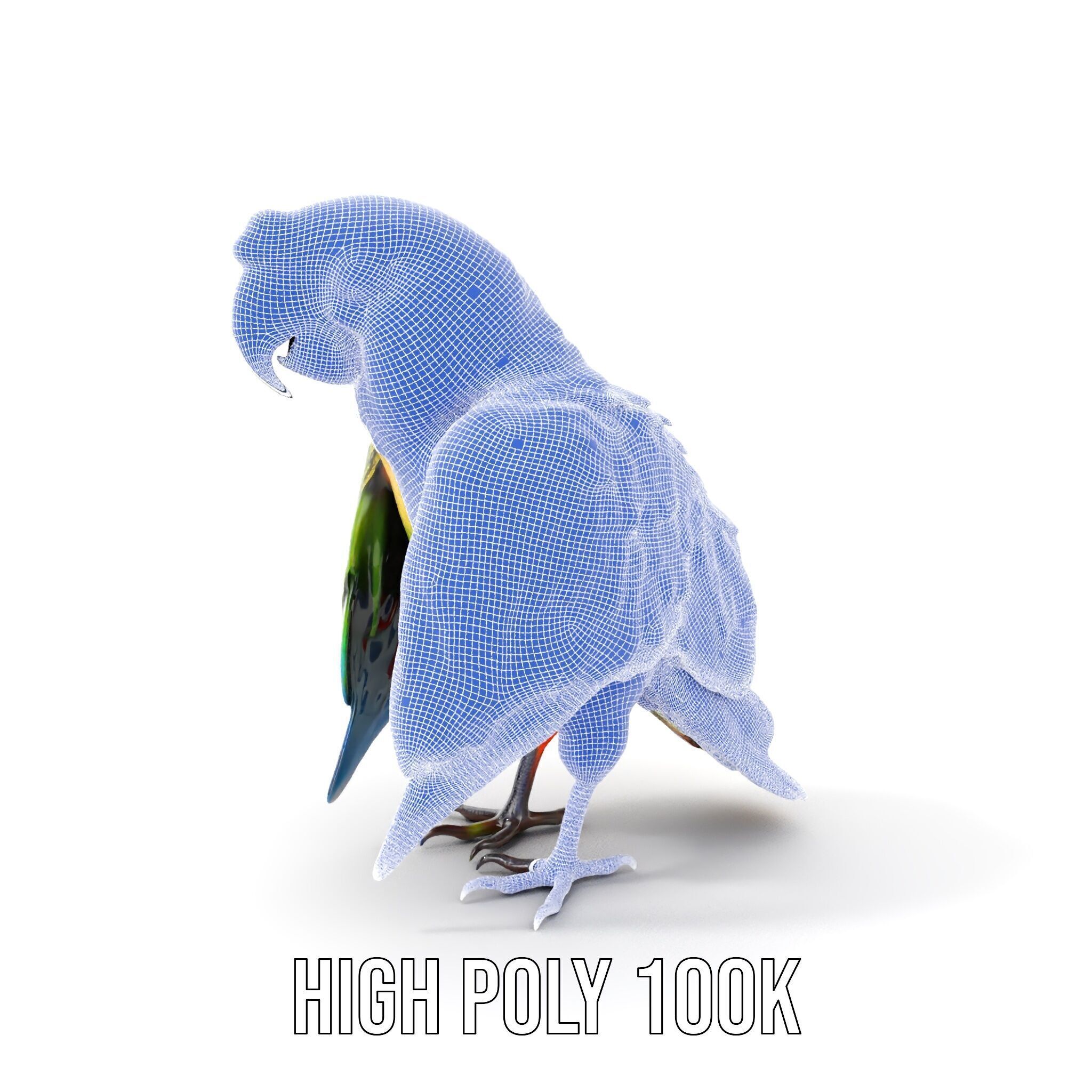 Colorful Macaw Parrot D Model Pack Low-poly 3D model_4