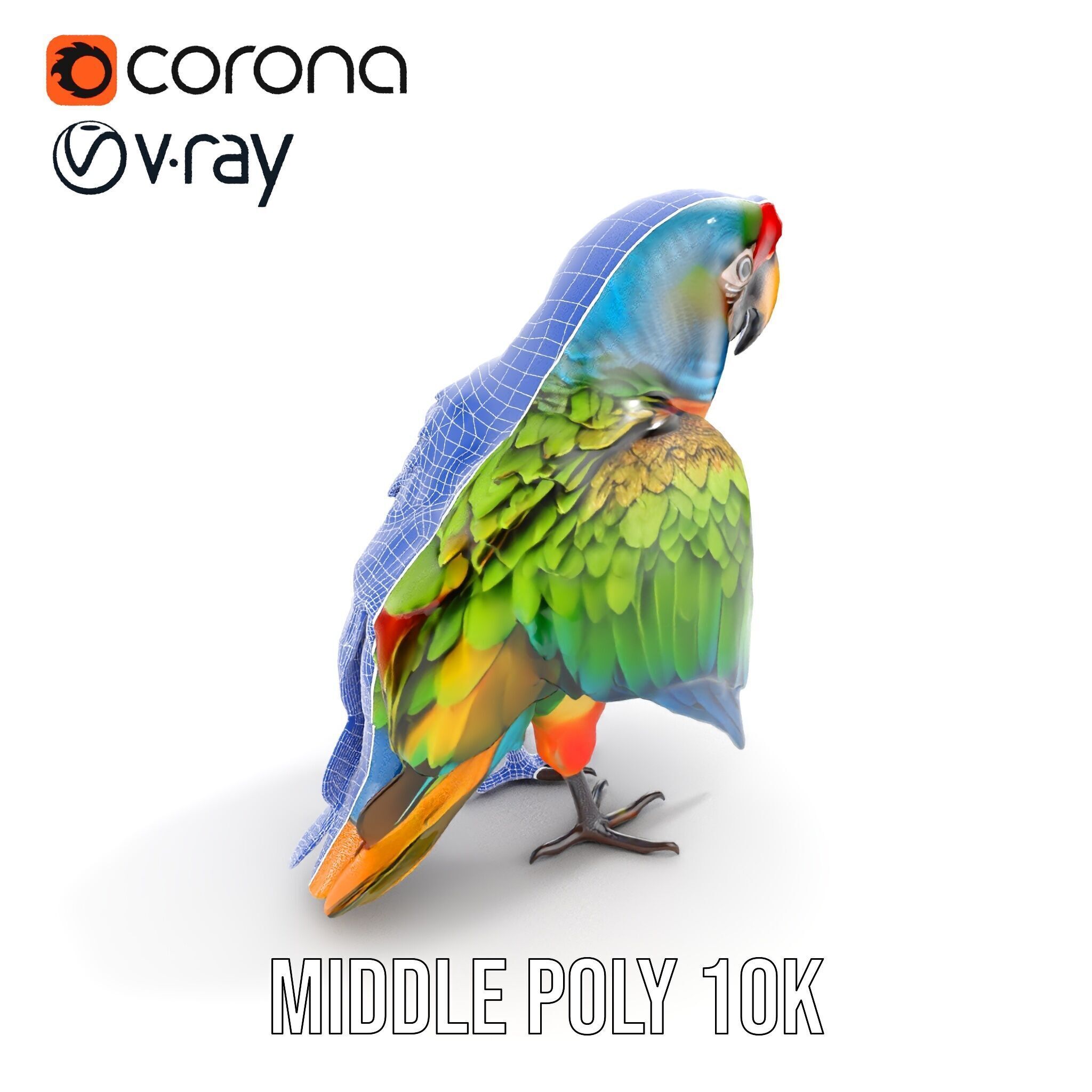 Colorful Macaw Parrot D Model Pack Low-poly 3D model_12