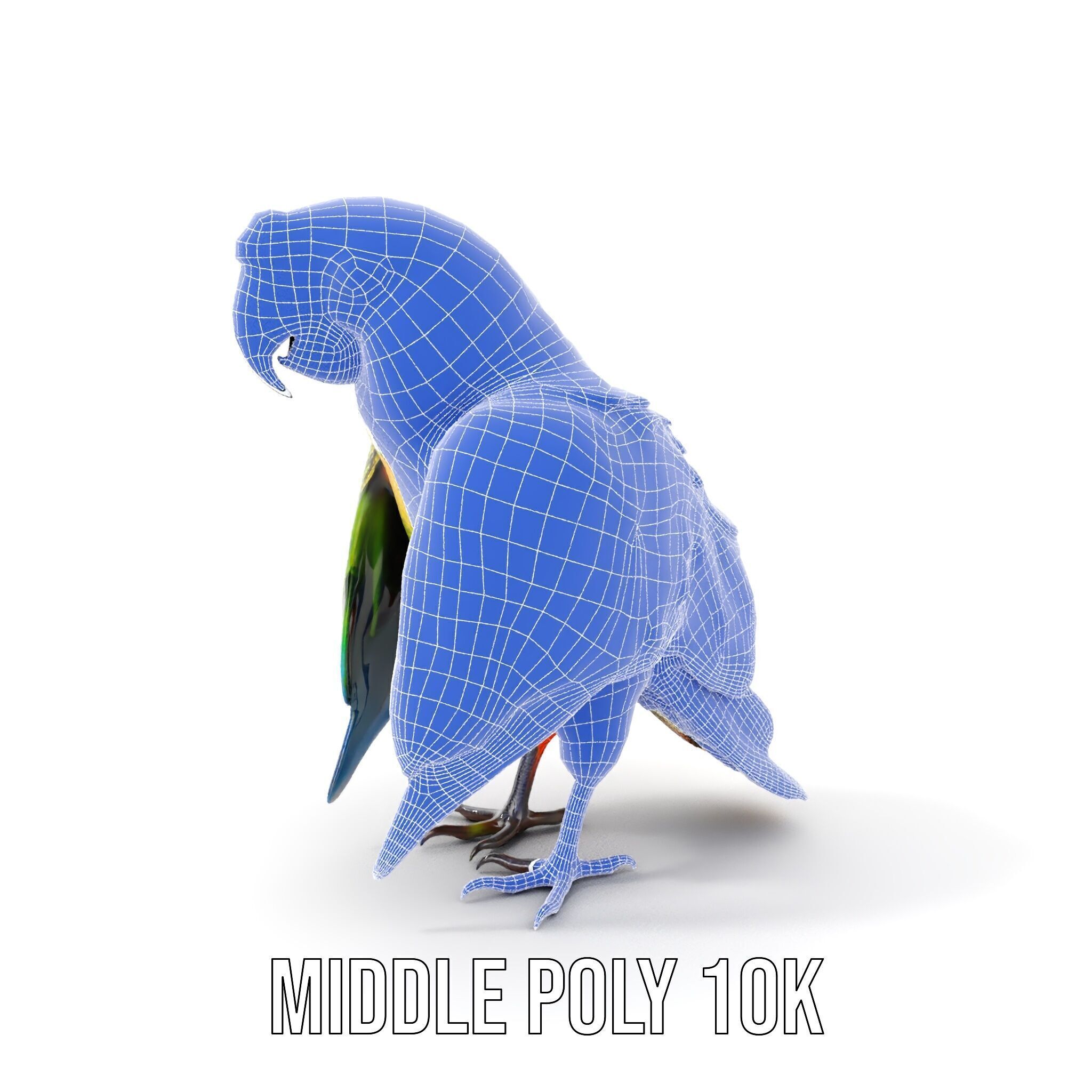 Colorful Macaw Parrot D Model Pack Low-poly 3D model_6