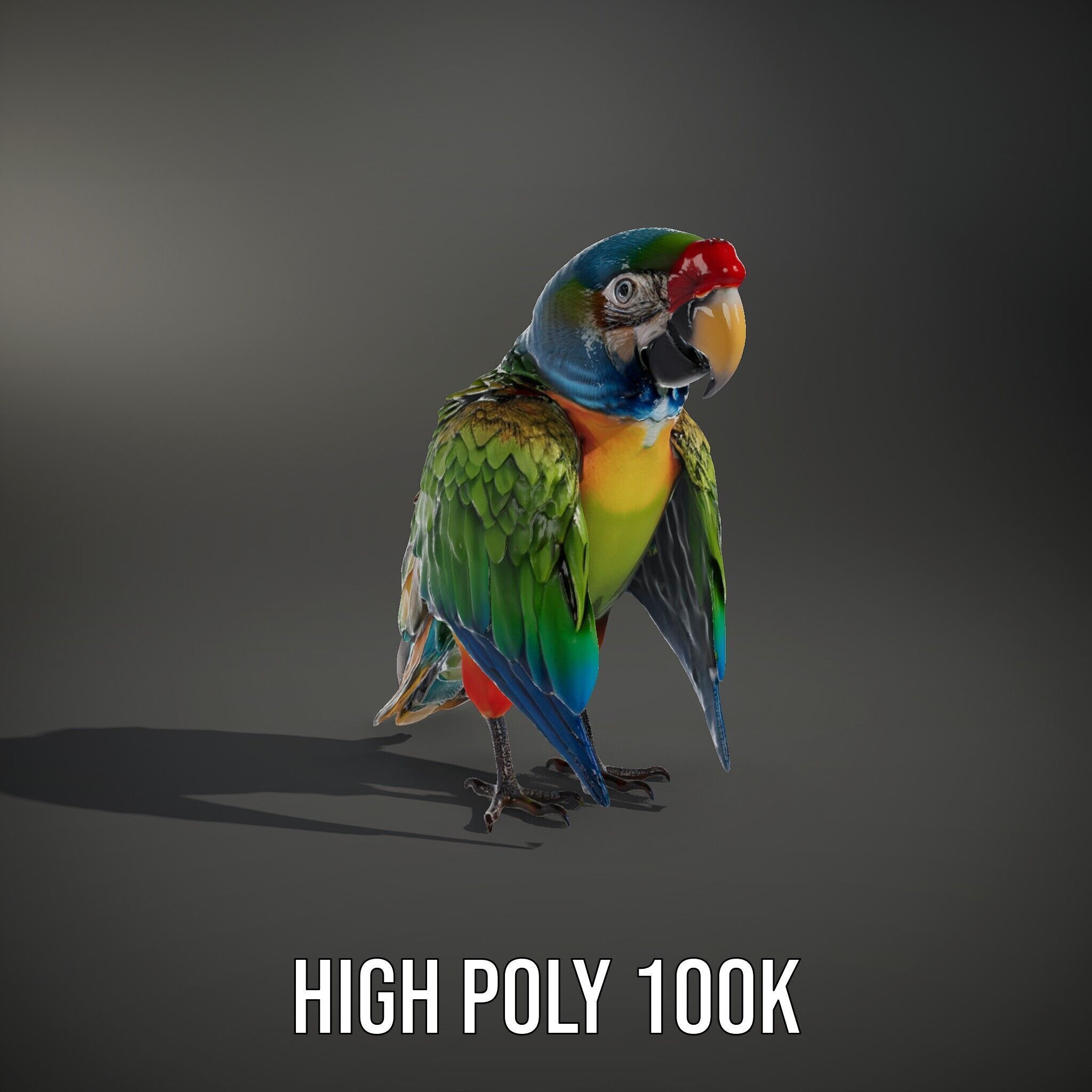 Colorful Macaw Parrot D Model Pack Low-poly 3D model_8