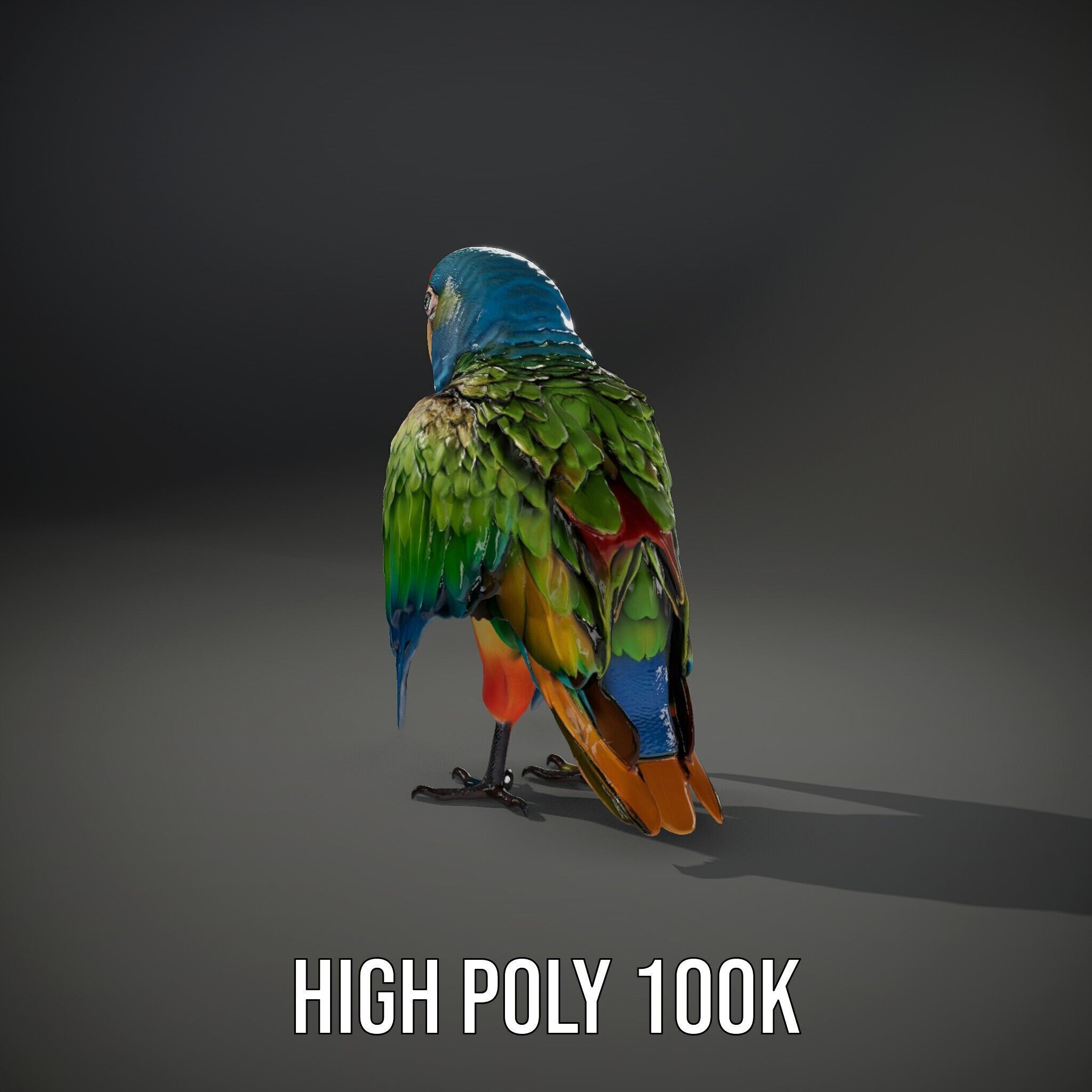 Colorful Macaw Parrot D Model Pack Low-poly 3D model_14