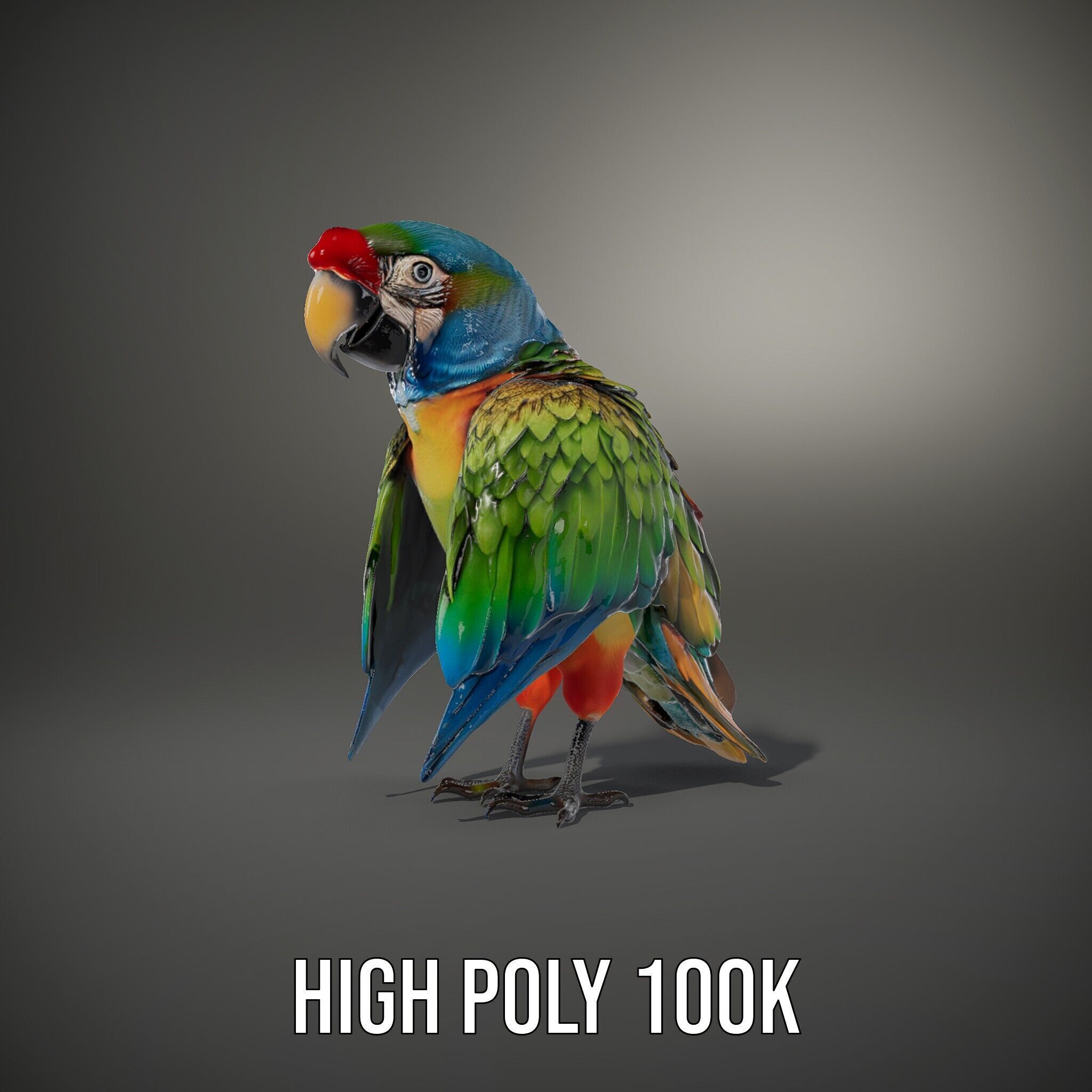 Colorful Macaw Parrot D Model Pack Low-poly 3D model_11