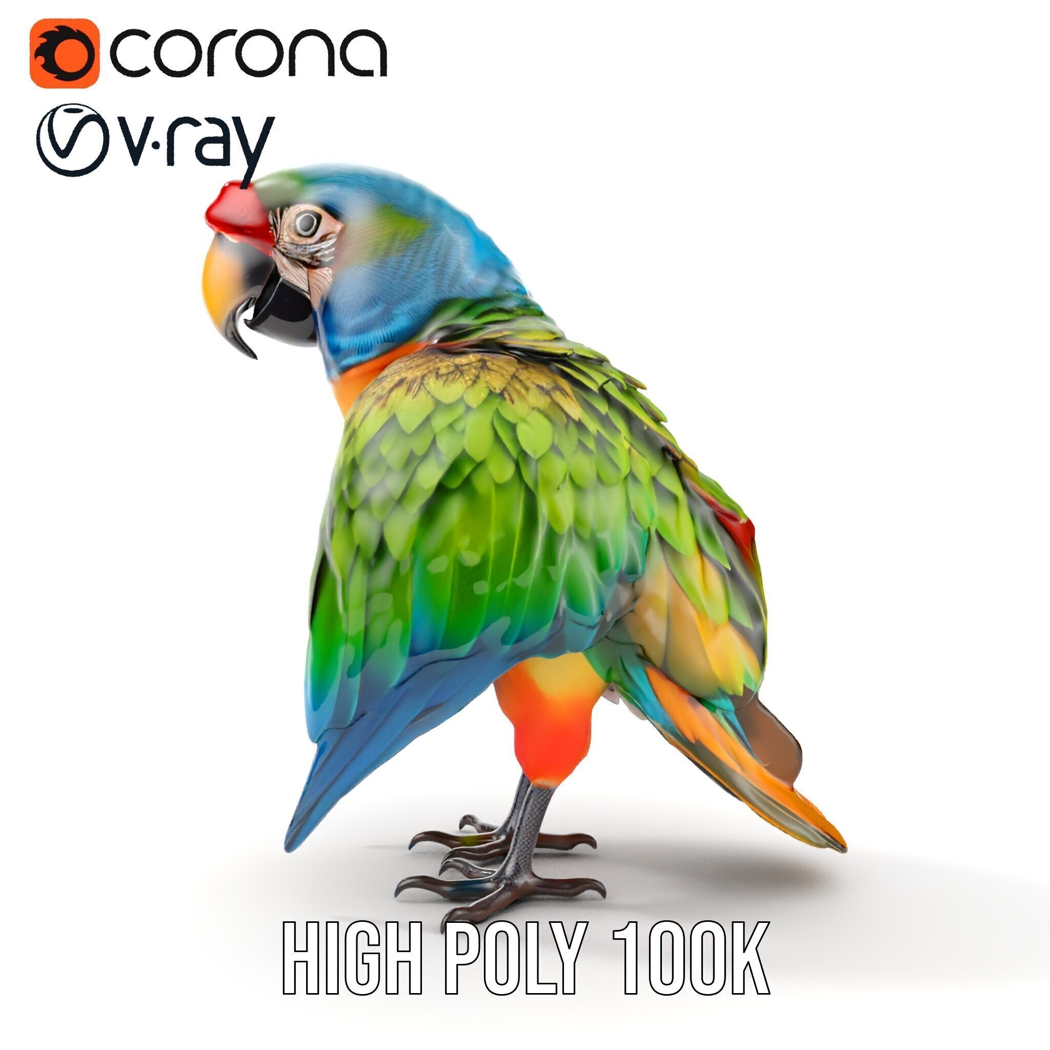 Colorful Macaw Parrot D Model Pack Low-poly 3D model_32