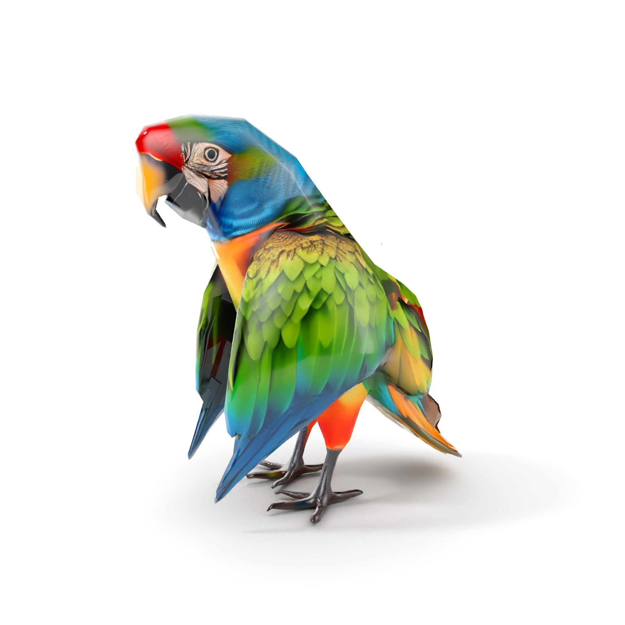 Colorful Macaw Parrot D Model Pack Low-poly 3D model_10