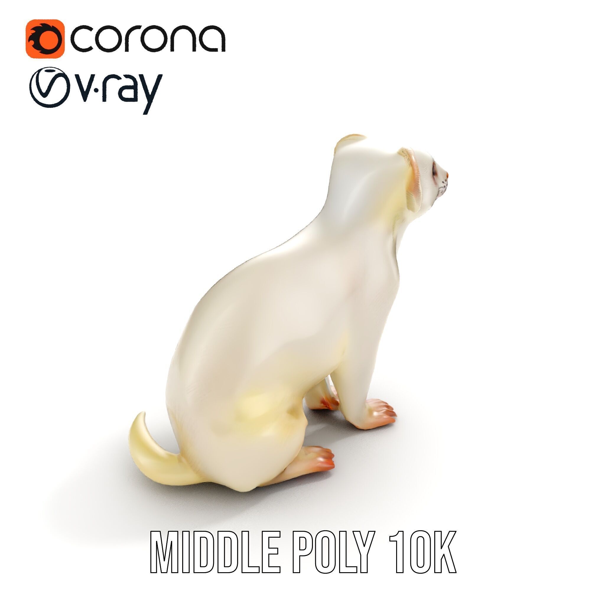 White Ferret D Model Pack Low-poly 3D model_7