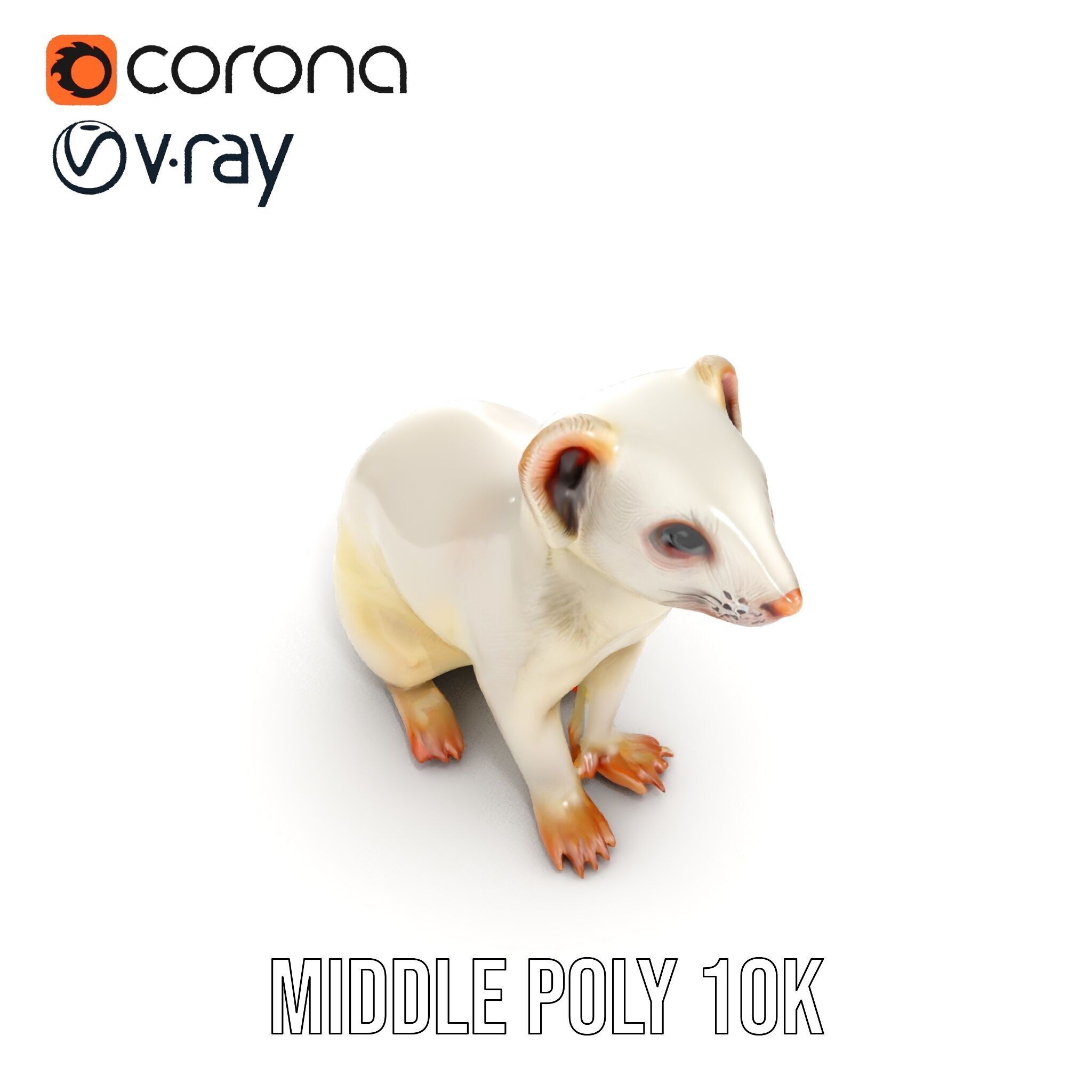 White Ferret D Model Pack Low-poly 3D model_10