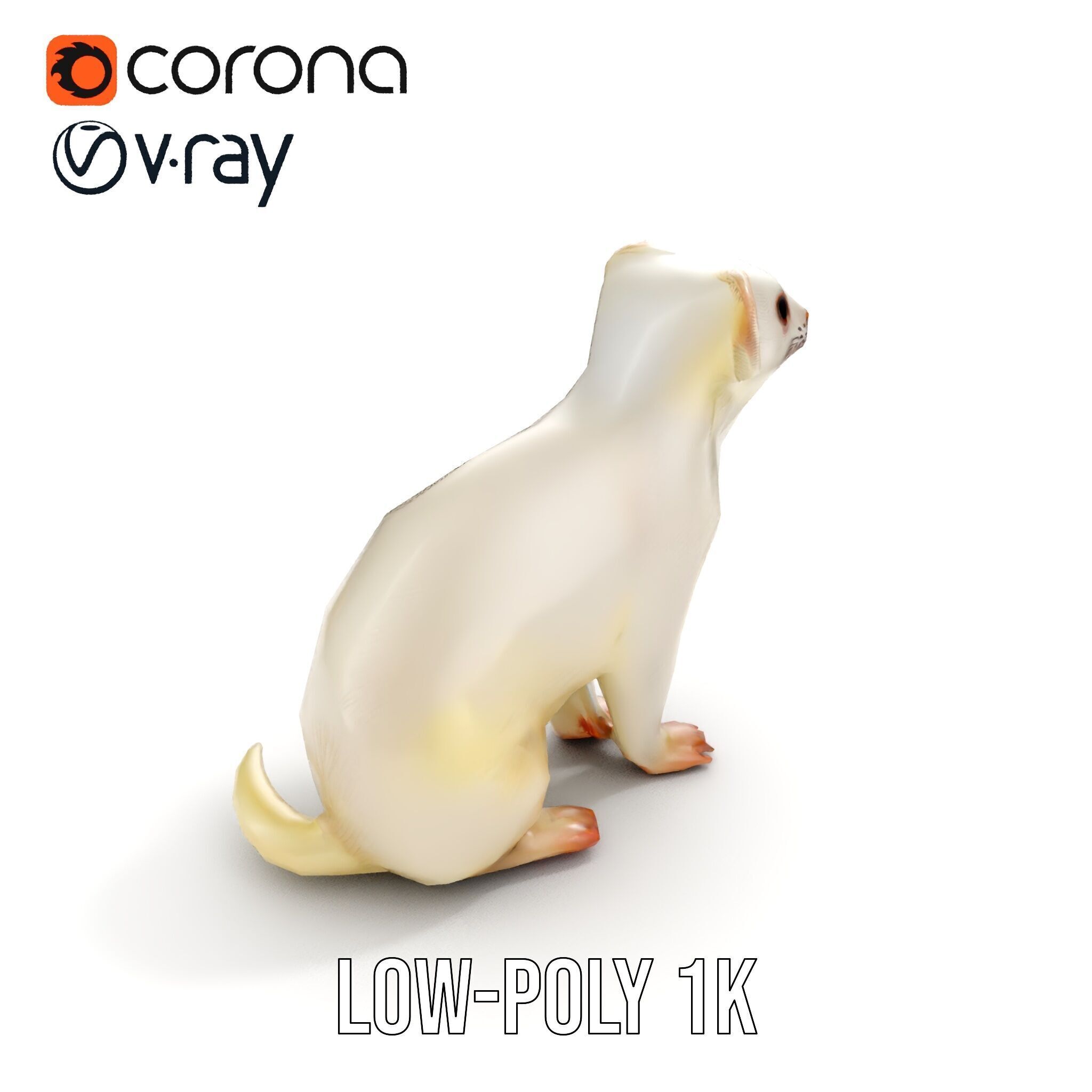 White Ferret D Model Pack Low-poly 3D model_8