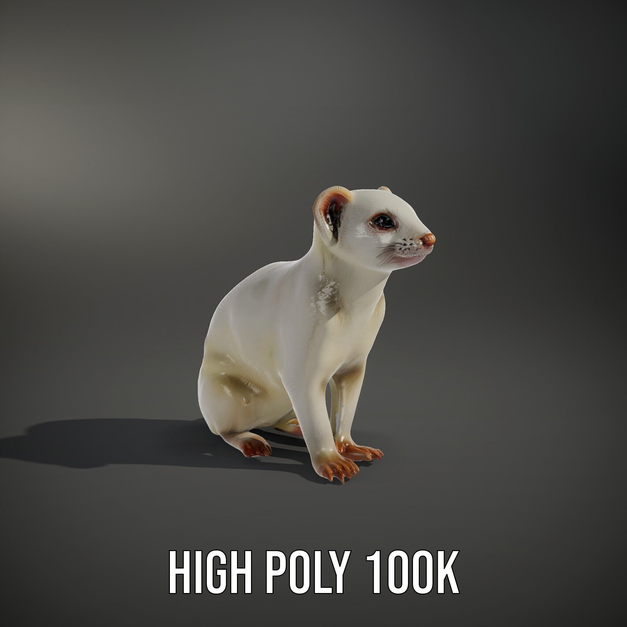 White Ferret D Model Pack Low-poly 3D model_9