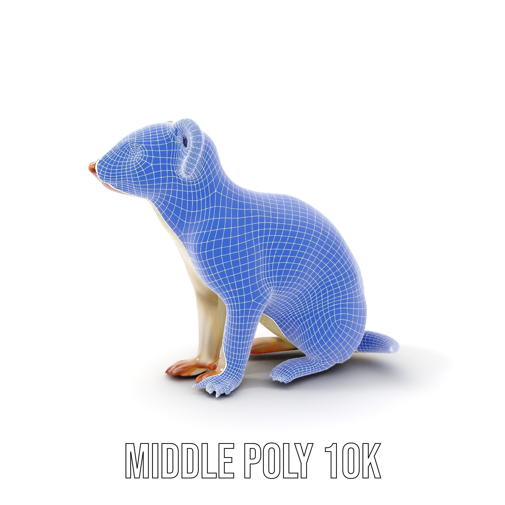 White Ferret D Model Pack Low-poly 3D model_20