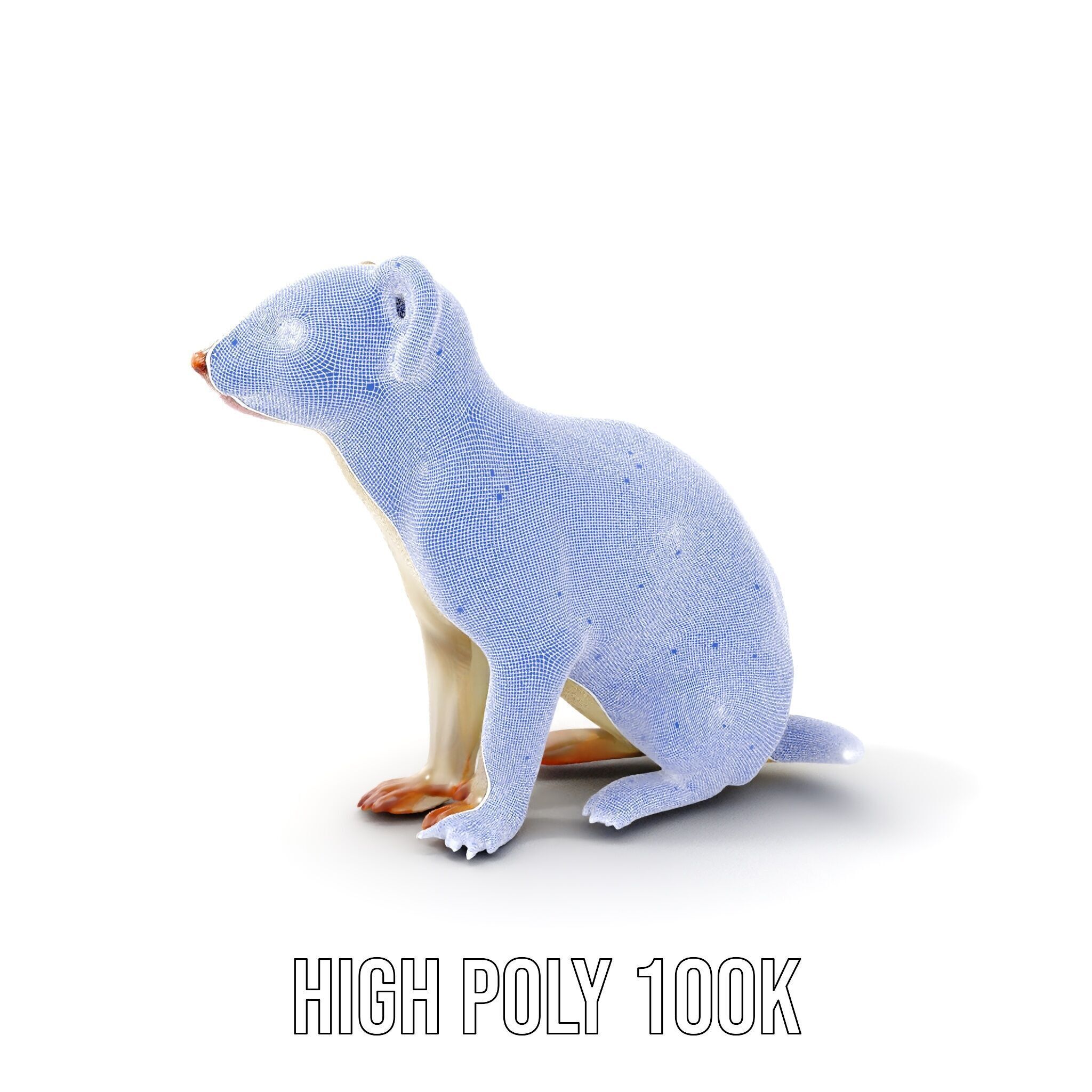 White Ferret D Model Pack Low-poly 3D model_5