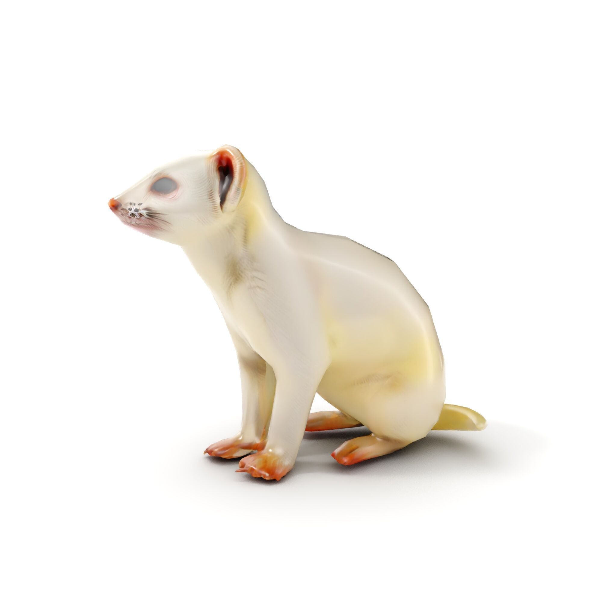 White Ferret D Model Pack Low-poly 3D model_11