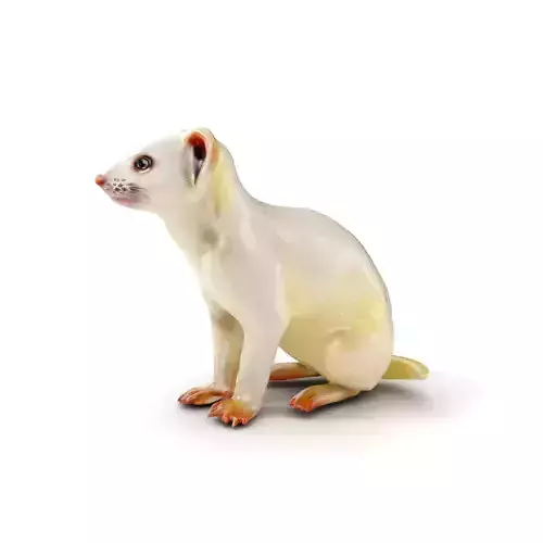 White Ferret D Model Pack Low-poly 3D model